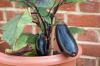 Plantning af auberginer: beliggenhed, gode naboer & Co