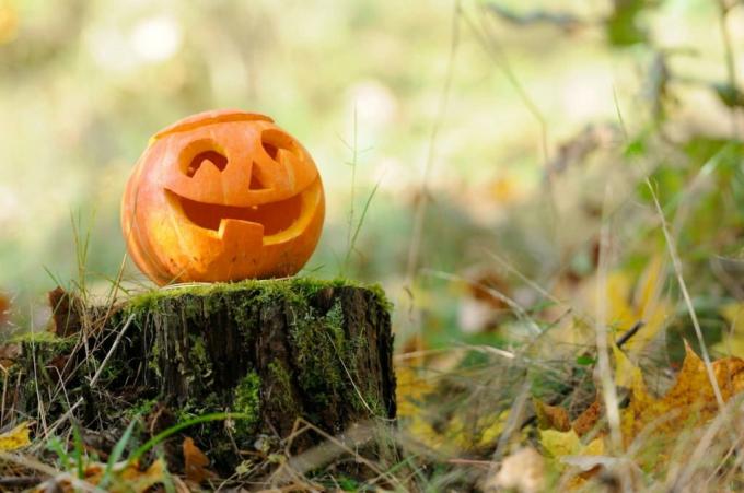 Pumpkin in the forest with smiling face