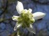 Planting snowdrops: tips for pots and beds