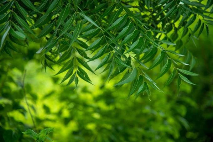 zelený neem strom s mnohými listami