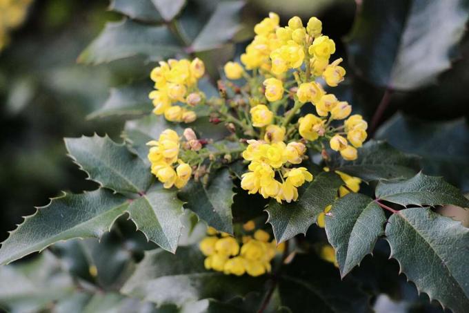 Oregonské hrozno - Mahonia aquifolium