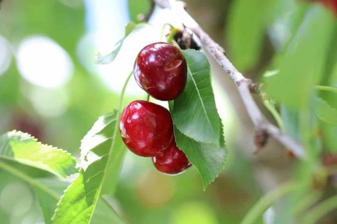 ტკბილი ალუბალი - Prunus avium