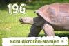 196 popularnych i zabawnych imion żółwi