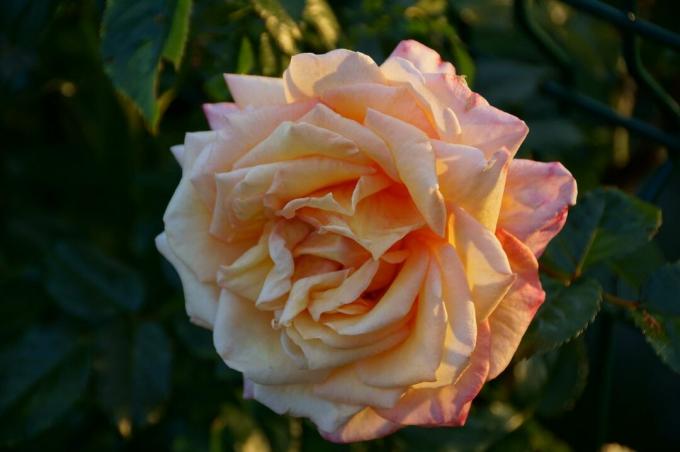 Rose baroque