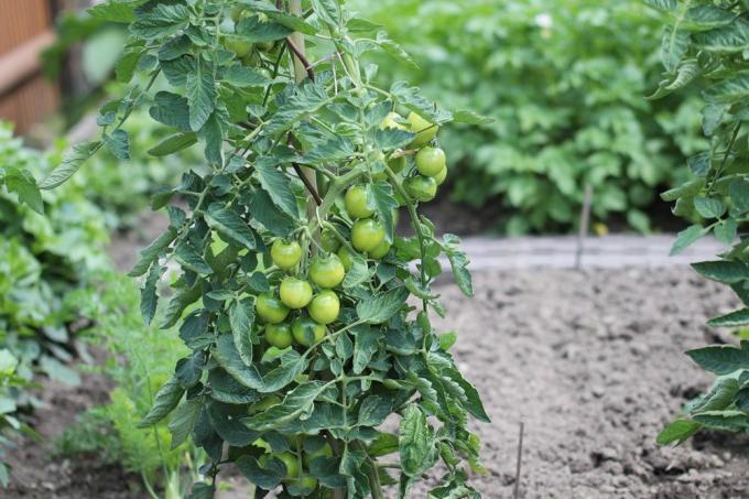 野菜畑での混合トマト栽培