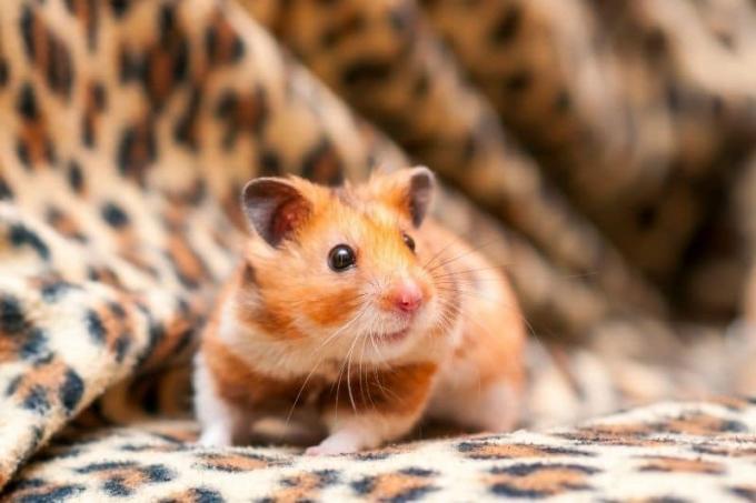 Hamster sur couverture