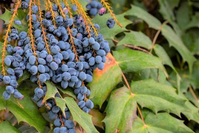 Anggur Oregon (Mahonia aquifolium) dengan beri biru