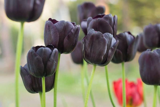 Mustat tulppaanit puutarhassa
