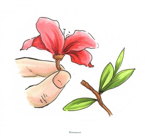 Cortar el rododendro marchito