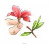 Instrucciones de corte con ilustraciones (rododendro)