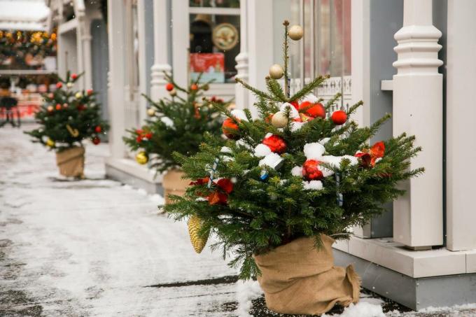 Små juletræer i en potte med sne