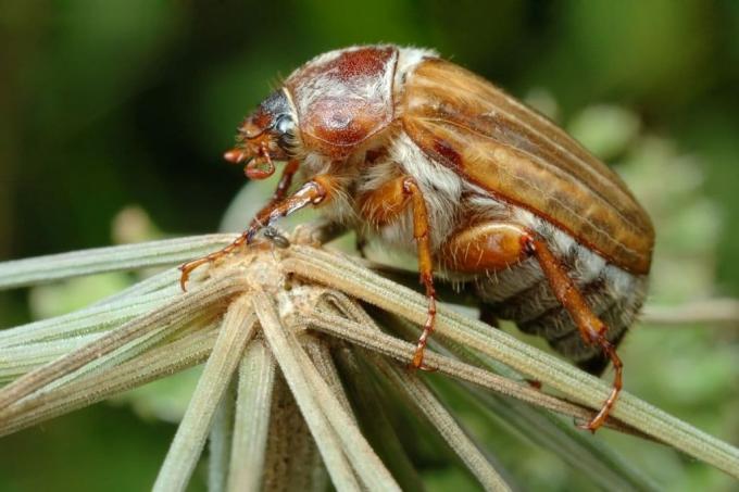 Kumbang Juni (Amphimallon solstitiale) kumbang asli