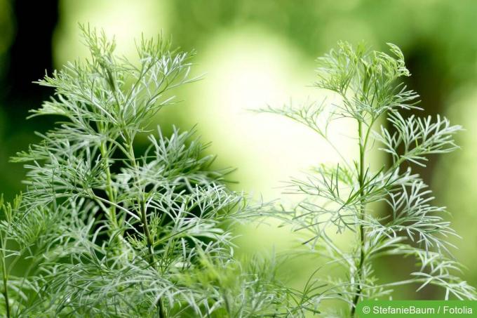Madera austral (Artemisia abrotanum)
