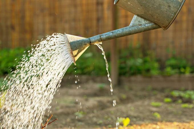 Gieter met water in de tuin