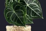 Anthurium clarinervium: vård och plats