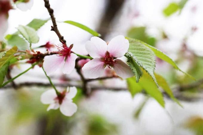 Cerisier kuril - Cerisier nain brillant - Prunus kurilensis