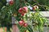 Dra ett persikoträd från kärnan: plantera persikokärnan och gro