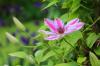 Taille des clématites: Instructions pour les variétés à floraison tardive et précoce