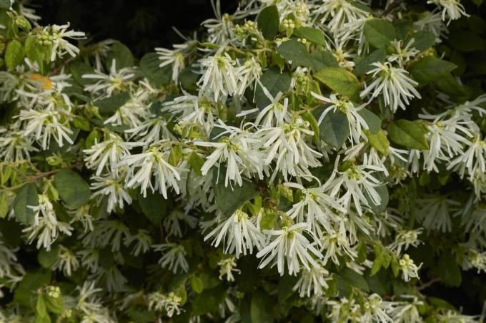 Fiore di cintura fiorito bianco