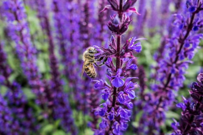Пчела върху лилава коча билка