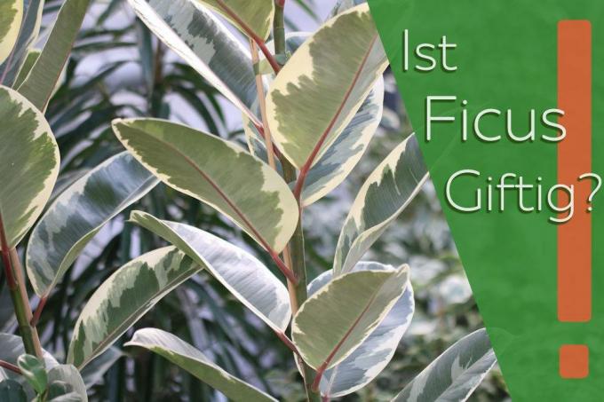 Er Ficus giftig?