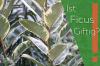Er Ficus giftig? Informasjon om 10 typer som 'Ginseng', Lyrata & Co