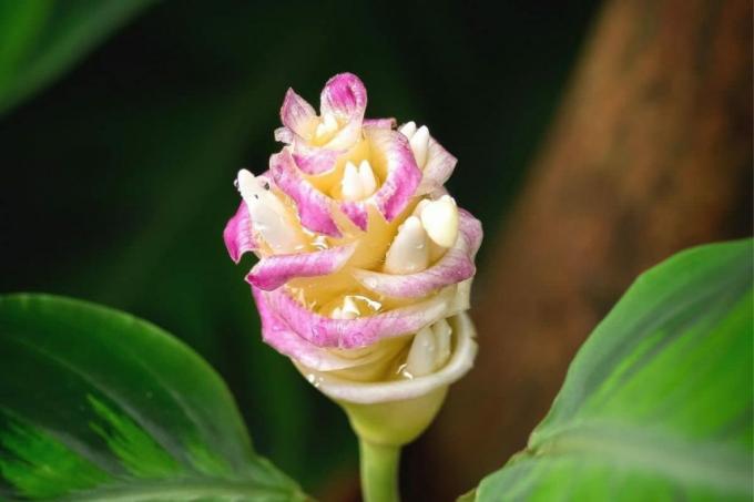 A Calathea warscewiczii rózsaszín színű virága