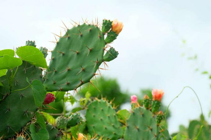 Fleurs d'oranger opuntia cactus succulentes