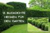 Gard viu opac: 13 plante de gard viu veșnic verzi