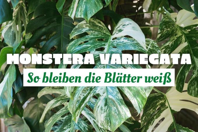 Monstera variegata wordt groen