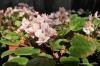 Afrikanska violer, Saintpaulia ionantha: vård och plats