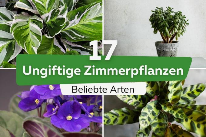 17 nestrupenih sobnih rastlin: priljubljene vrste