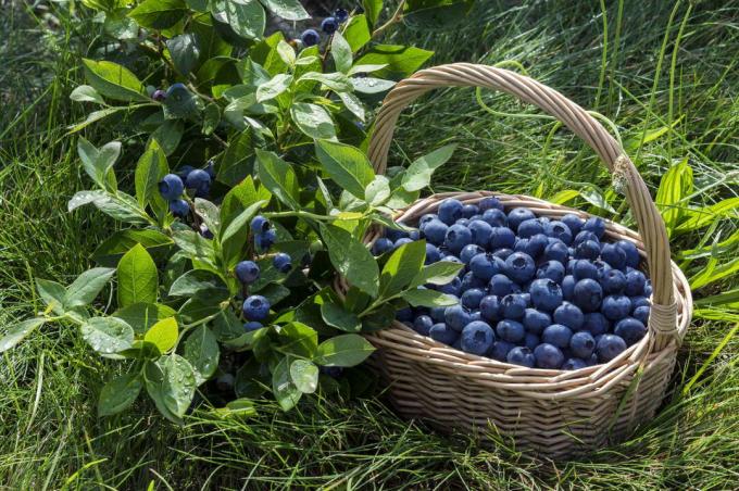 Blueberries in the harvest basket
