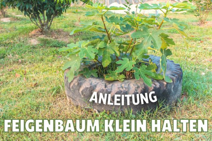 Utrzymuj małe drzewo figowe