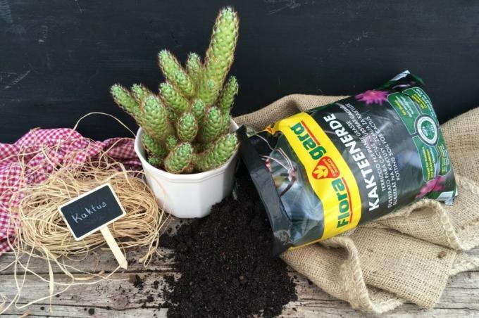 Floragard cactus soil and a cactus in a pot