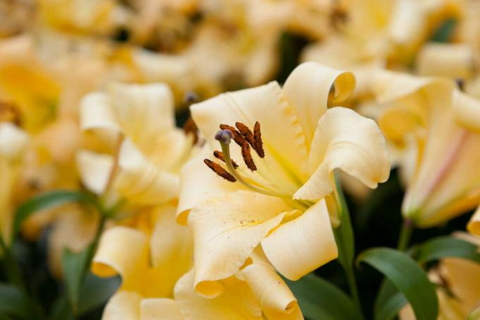 ดอกลิลลี่สีเหลือง saltarello ธรรมชาติ