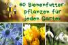 Най-добрите 60 фуражни растения за пчели за всяка градина