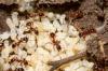Hvordan man reagerer på myrer på peberplanter
