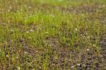 新しい芝生のレイアウト：これは、高価な転がされた芝なしで機能することが保証されています