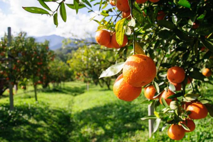 Плантация апельсинового дерева