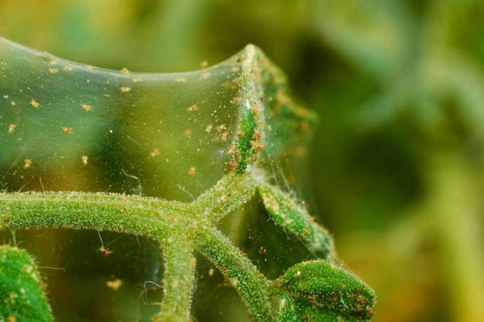 टमाटर के पौधे पर मकड़ी के कण का नेटवर्क