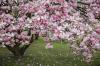 Plantera magnolia: plats och tidpunkt