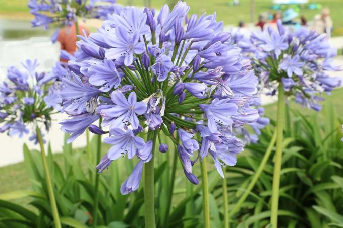 Summer perennial African African African Lily (Agapanthus africanus)
