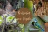 Сезоны гнездования птиц: список от А до Я