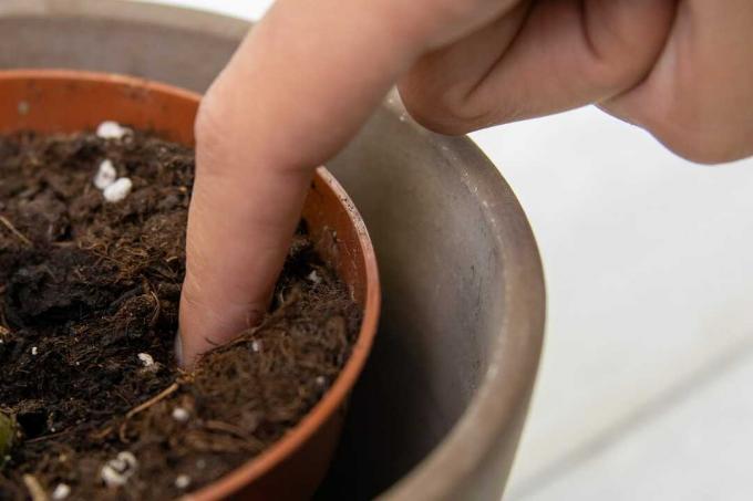 Zkontrolujte zeminu v květináči prstem