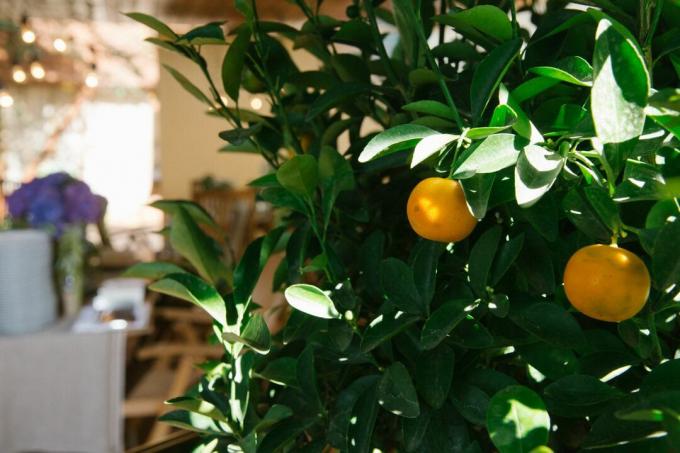 屋内で柑橘類の越冬