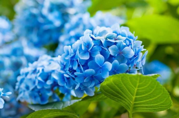 青い花とアジサイ