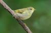 Fitis: pictures, difference from chiffchaff & more