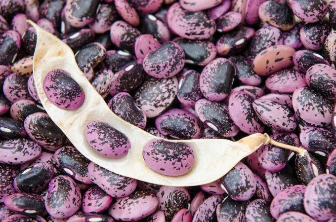 Kernels of the bean