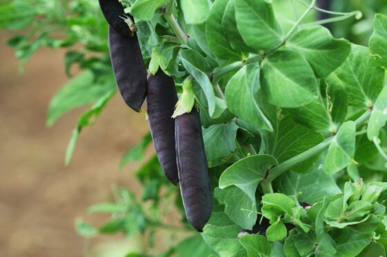 エンドウ豆の品種: 実証済みの新品種と耐性のあるエンドウ豆の品種の概要
